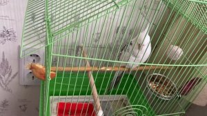 Приехали новые безщекие кореллы!/ The white cheek-less Corellas arrived