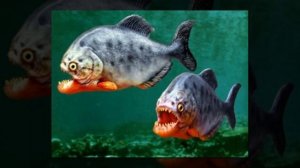 Самая большая пиранья в мире. Огромная пиранья. Может ли пиранья убить человека?