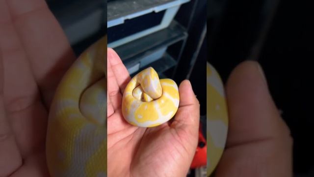 This is Why There Called Ball Pythons ! #animals #ballpython #snake #candino #python #viral #pets