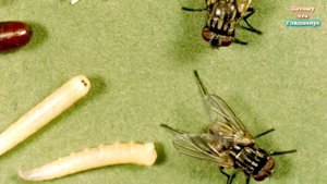 ЧТО БУДЕТ ЕСЛИ СЪЕСТЬ ЯЙЦА МУХИ .СЛАБОНЕРВНЫМ НЕ СМОТРЕТЬ