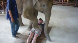 Бешеный слон раздавил человека / Тай