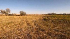 охота на уток с подхода и на поле 2020  № 2.