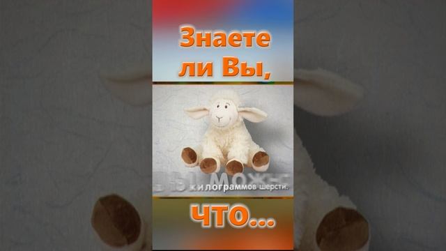 Знаете ли Вы, Что? Овца