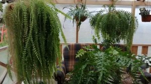 Бегония, папоротники.... Обработка от вредителей