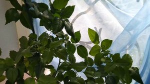 Как цветёт КОМНАТНАЯ РОЗА ИМОЛА. Домашнее цветение комнатной розы.