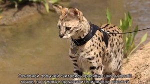 Оцелот (кошка): полный обзор дикой породы