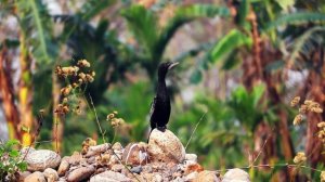 Спокойная музыка для Нервной Системы 🌿| Восстановление Нервов, Борьба с Депрессией #1