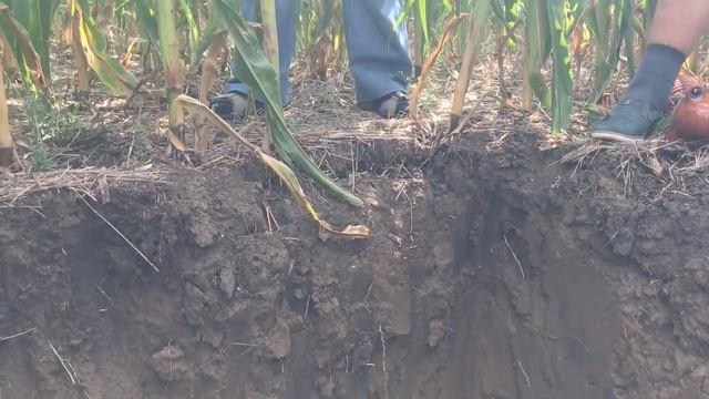 Почвенный разрез на поле Рика Бибера смотреть онлайн