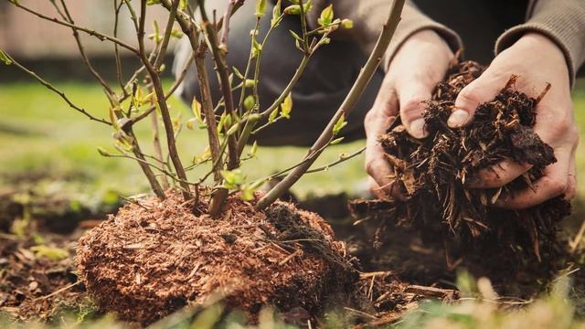ВЕСЕННЯЯ ПОДКОРМКА КУСТАРНИКОВ || ВЕСЕННЯЯ ПОДКОРМКА