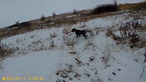 Охота на зайца и лису с дратхааром.№21. 11.01.2020. Удачный день.