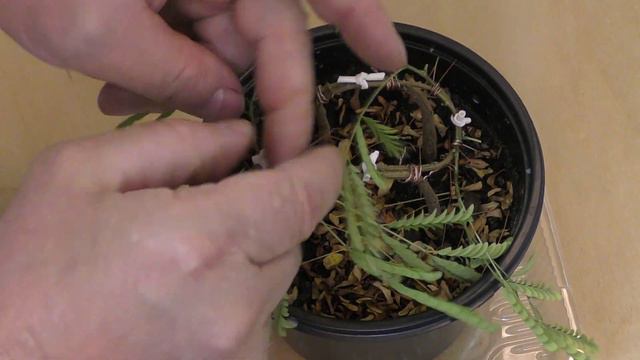 Бонсай,   ЛЕУЦЕНА 🌿 светлоголовчатая. Изгибаем и сращиваем несколько её стволов (Bonsai). Часть 3.