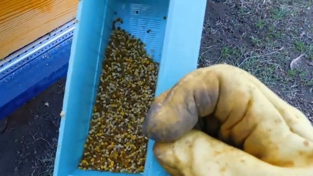 Первый сбор пыльцы 10.04.2020 смотреть онлайн