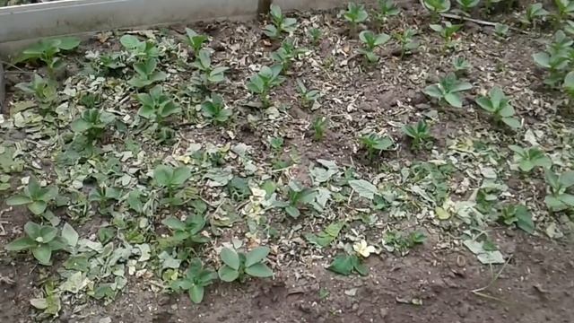 Опора для фасоли +виногдада+сушилка для белья. смотреть онлайн