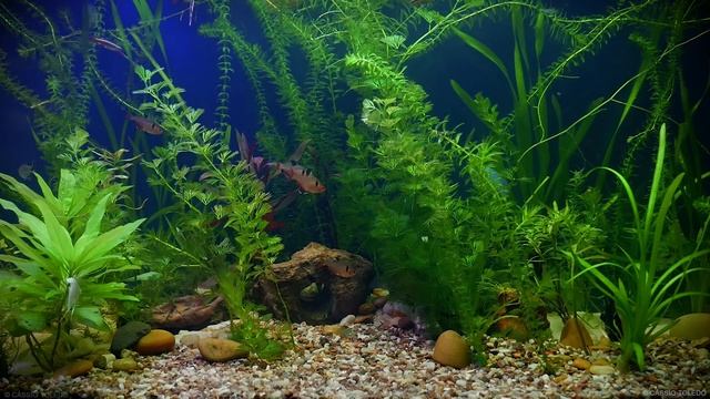 ? Baby Lullaby and Freshwater Aquarium ❤️ Bedtime Lullabies