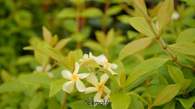 Jasmin étoilé jasminoïdes Golden Memories® by clematite.net - Spécialiste des plantes de jardin смотреть онлайн
