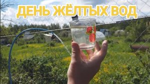ТОРФЯНЫЕ АБИССИНКИ✌️⏳#абиссинскаяскважина #свояскважина52 #абиссинскийколодец