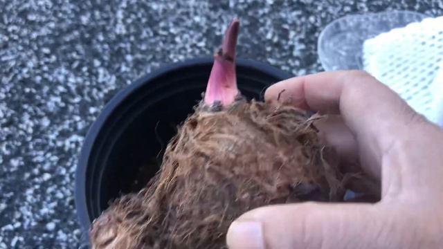 Rooting Black magic Elephant Ear bulbs смотреть онлайн