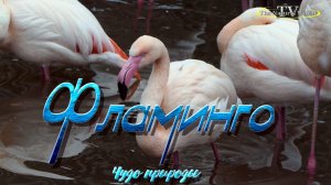 "Фламинго" обыкновенный или розовый (Phoenicopterus roseus) привыкли к снегу и им нравится гулять...