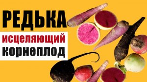 Редька – овощ, исцеляющий все органы. Почему чёрная редька полезнее, чем зелёная и белая?