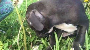 Первая прогулка щенка. Щенок питбуля. Маленькая девочка и питбуль. Лучшие друзья.