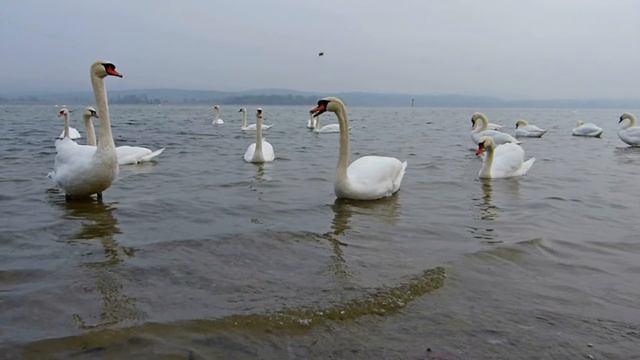 дикие лебеди смотреть онлайн