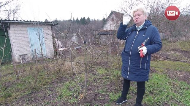 ОБРЕЗКА ДЕРЕВЬЕВ, ПРИВИВКА И ПОБЕЛКА / Сад и огород 151 выпуск смотреть онлайн