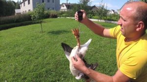 Вес Крупных серых и Линдовских гусей в 2 месяца