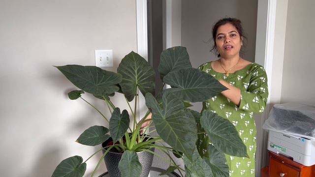 Regal Shield - Indoor Care смотреть онлайн