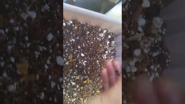 How to Germinate - Passiflora Incarnata, Edulis-Flavicarpa and Aphrodite's Purple Nightie Seeds смотреть онлайн