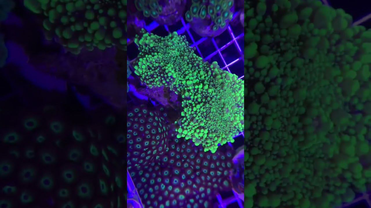 Фраговик | Морской аквариум #акванутый #кораллы #морскойаквариум #coralreef