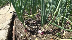 Первая луковица урожая 2019! Ялтинский лук в начале июля