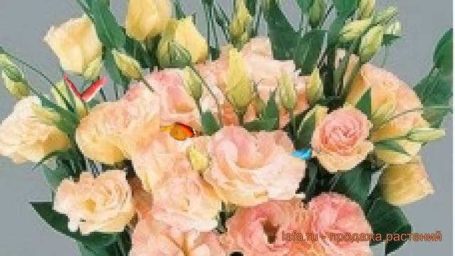 Эустома обыкновенная Шампань ? эустома Шампань обзор: как сажать семена эустомы Шампань смотреть онлайн