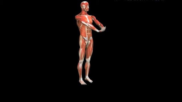 Растяжка сгибателей запястья стоя одной рукой Stretch Wrist Flexors Single Arm