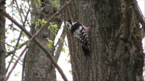 2 мая 2023, Великий Новгород, Белоспинный Дятел