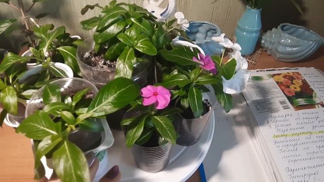 ?Катарантус для одиночных посадок и для композиций?
