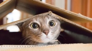 СМЕШНЫЕ КОШКИ ? Приколы с котами 2022