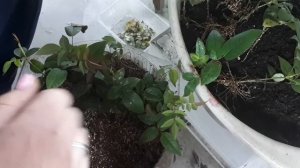 Укоренение роз в ВЕРМИКУЛИТе.