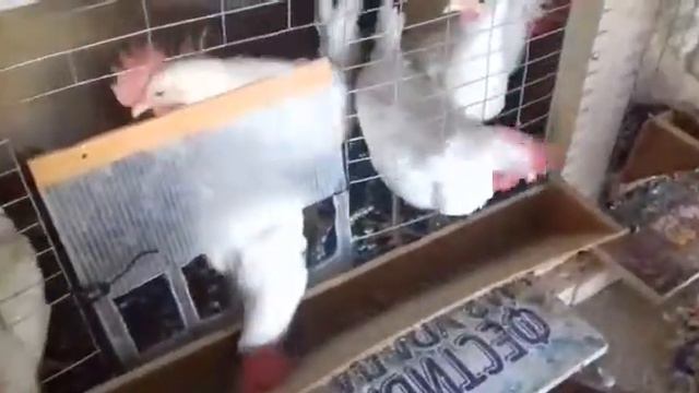 Кормление петухов смотреть онлайн