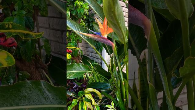 Birds of Paradise flower 🥰❤️💯🤩#garden #nature #flowers #plants #subtropical #birdsofparadise