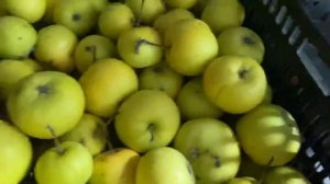 Сорта яблок для хранения.