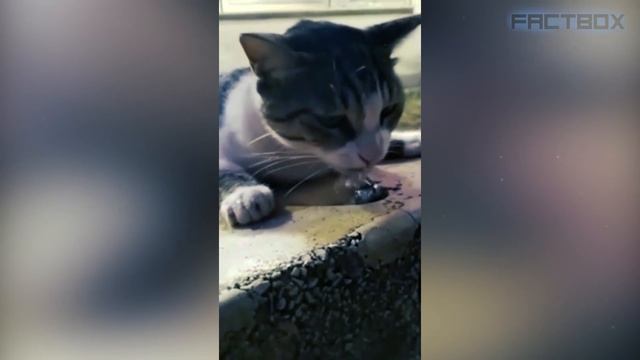 Эти Животные Звали на Помощь! Топ 20 Трогательных Моментов Спасения Животных смотреть онлайн