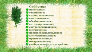 Укроп Полезные свойства и Противопоказания