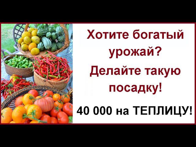 Поздняя посадка овощей: огурцы, томаты, зелень// Как в нашей области помогают развить ЛПХ