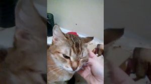 Тема:10.04.2021порода кошек европейская короткошерстная.