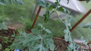 Выращивание арбуза в Ленинградской области.