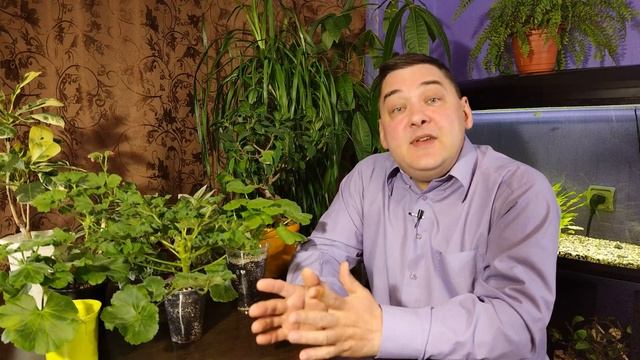 Пеларгония Желтеют листья. Причины и решения этой проблемы смотреть онлайн