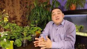 Пеларгония Желтеют листья. Причины и решения этой проблемы