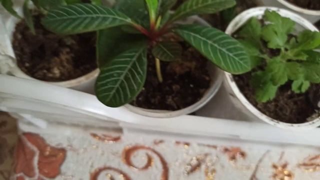 МОИ ЛЮБИМЫЕ КОМНАТНЫЕ ЦВЕТЫ 01 12 2022г смотреть онлайн