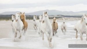 Табуны диких лошадей