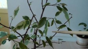 #5. Последняя сезонная обрезка фикуса и стимулирование почек